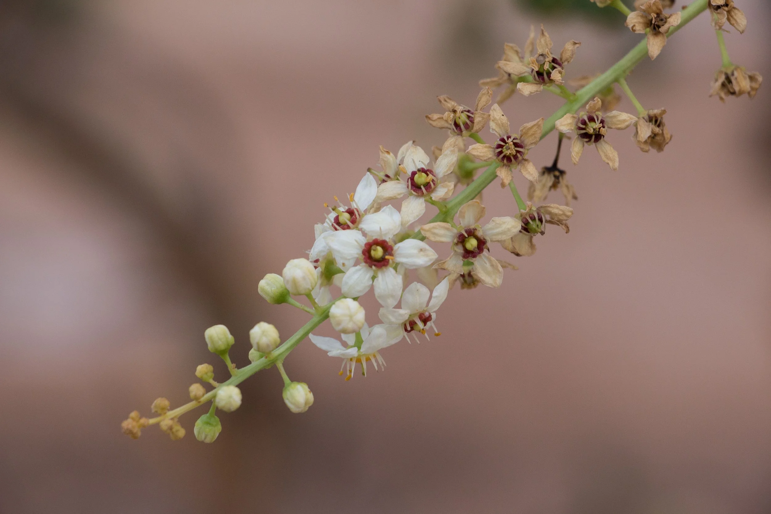 AdobeStock_272646265.jpg