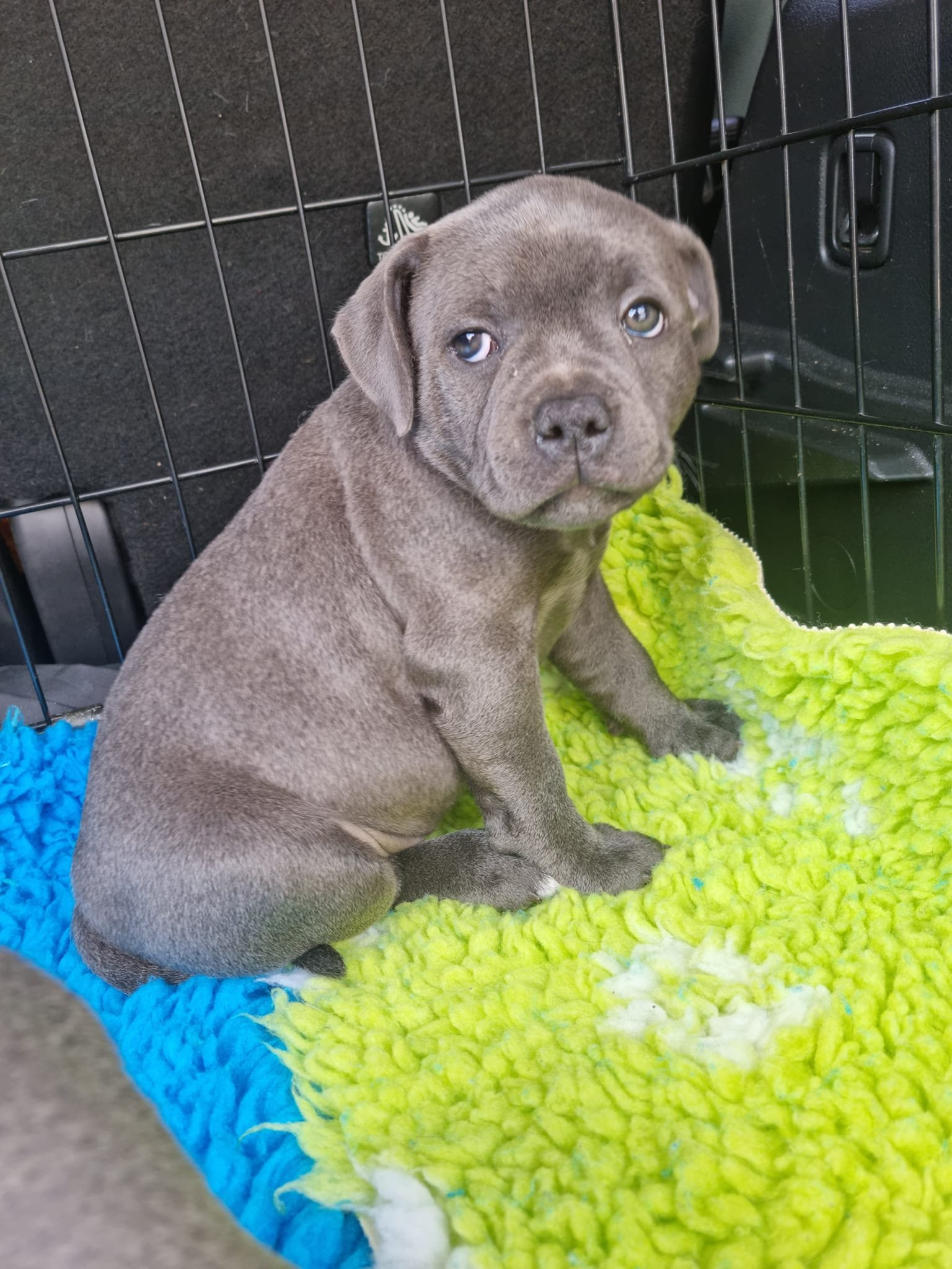 pup2.jpg