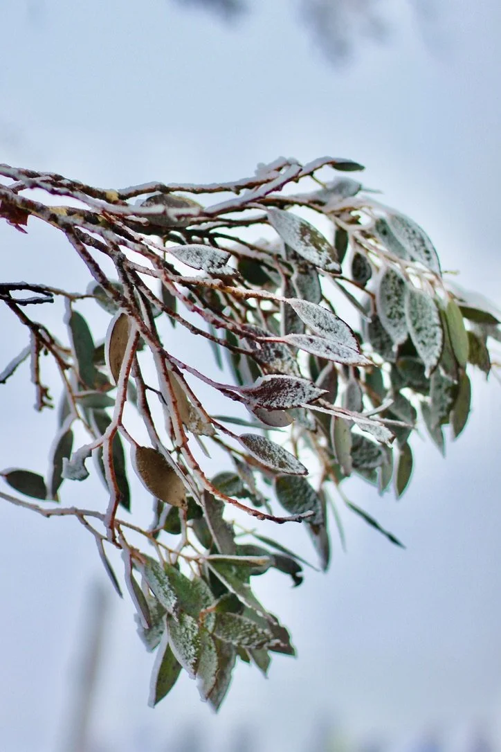 BCCB2DED-C1B8-4211-8FBD-345610E114FF_1_105_c (1).jpeg