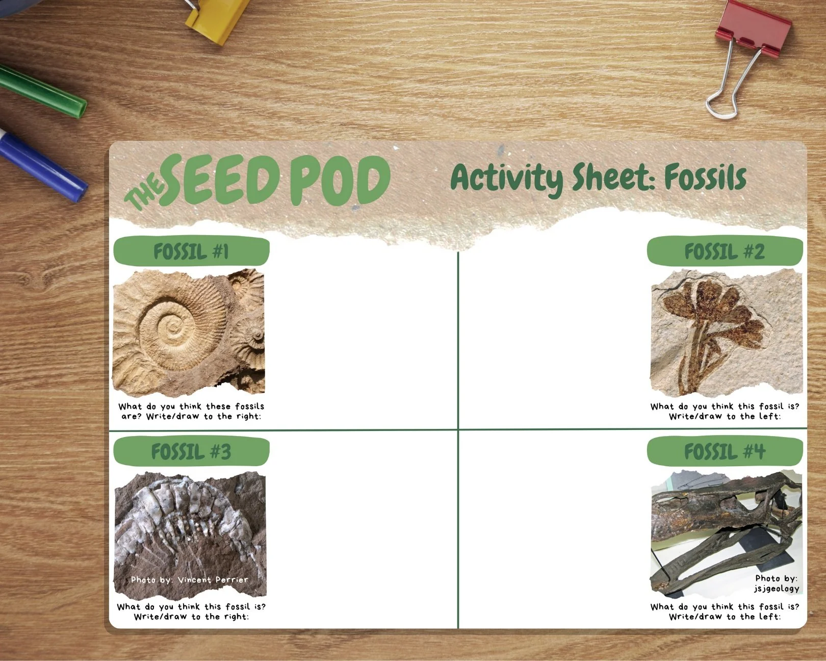 Rocks & Fossils — The Seed Pod