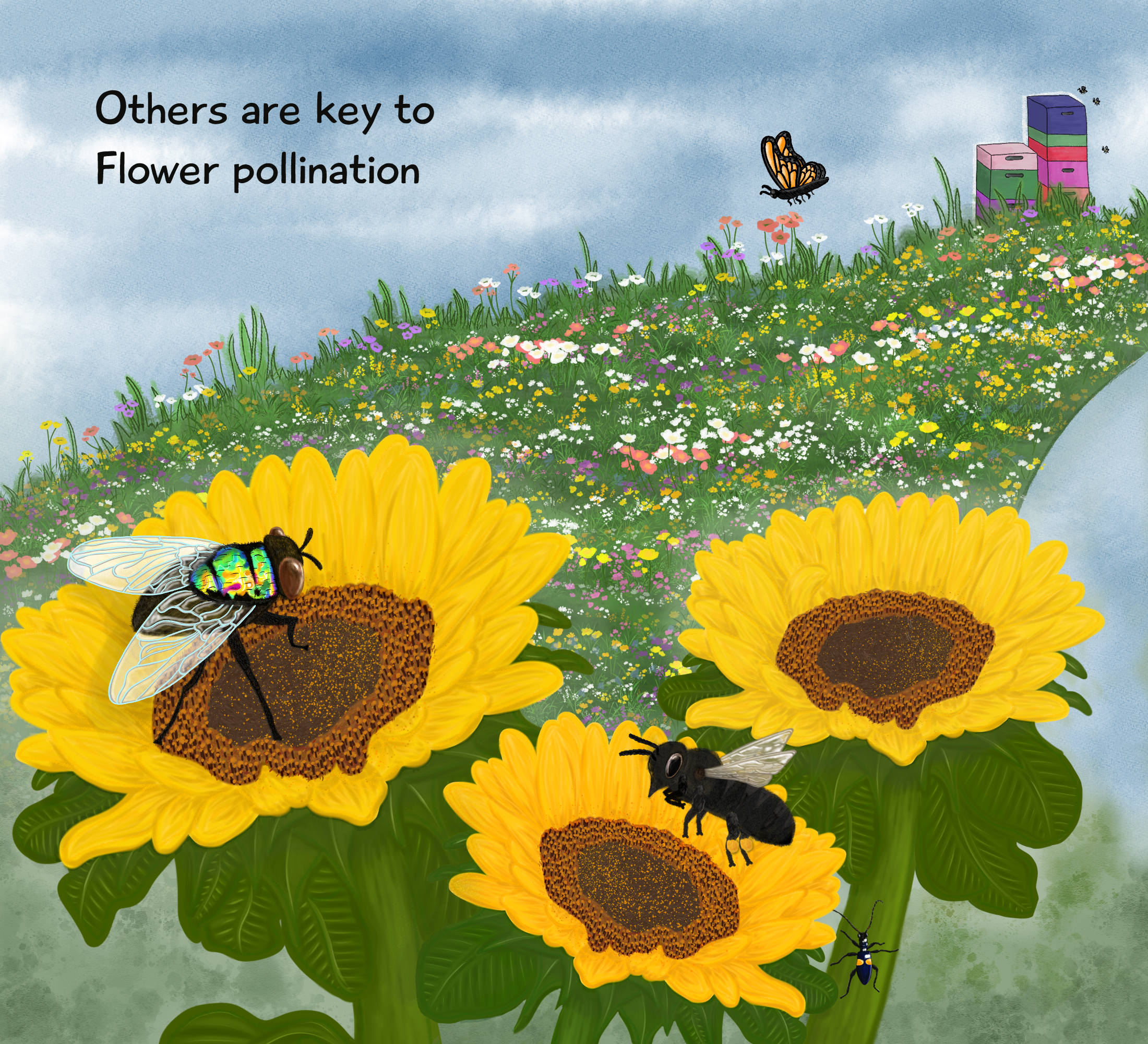 Illustrations