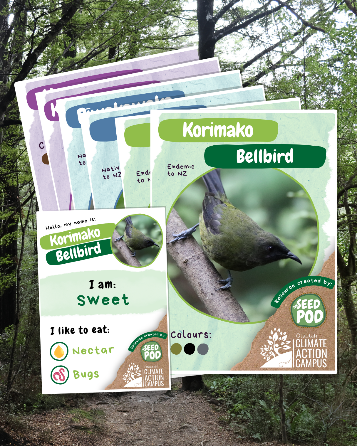 Aotearoa/NZ Bird Cards | Digital Download