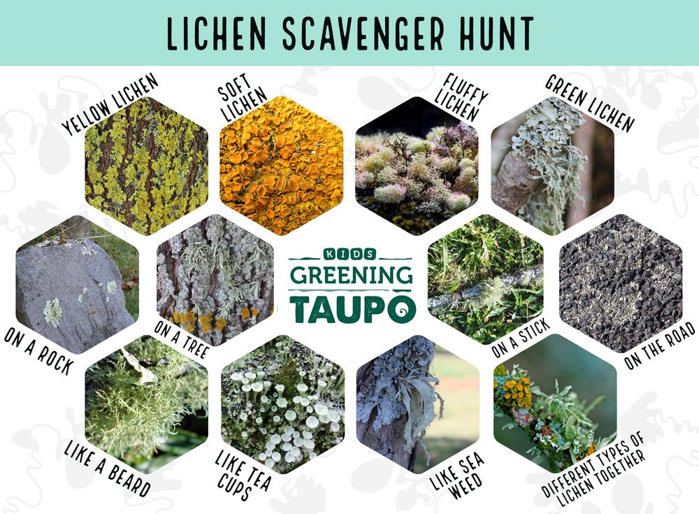 Scavenger+hunt+lichen+copy.jpg