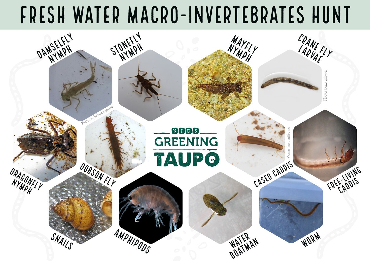 Fresh+water+invertebrates+hunt+(1).jpg