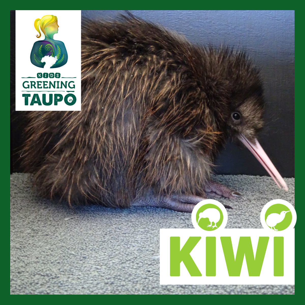 Kiwi 4x4 copy.png