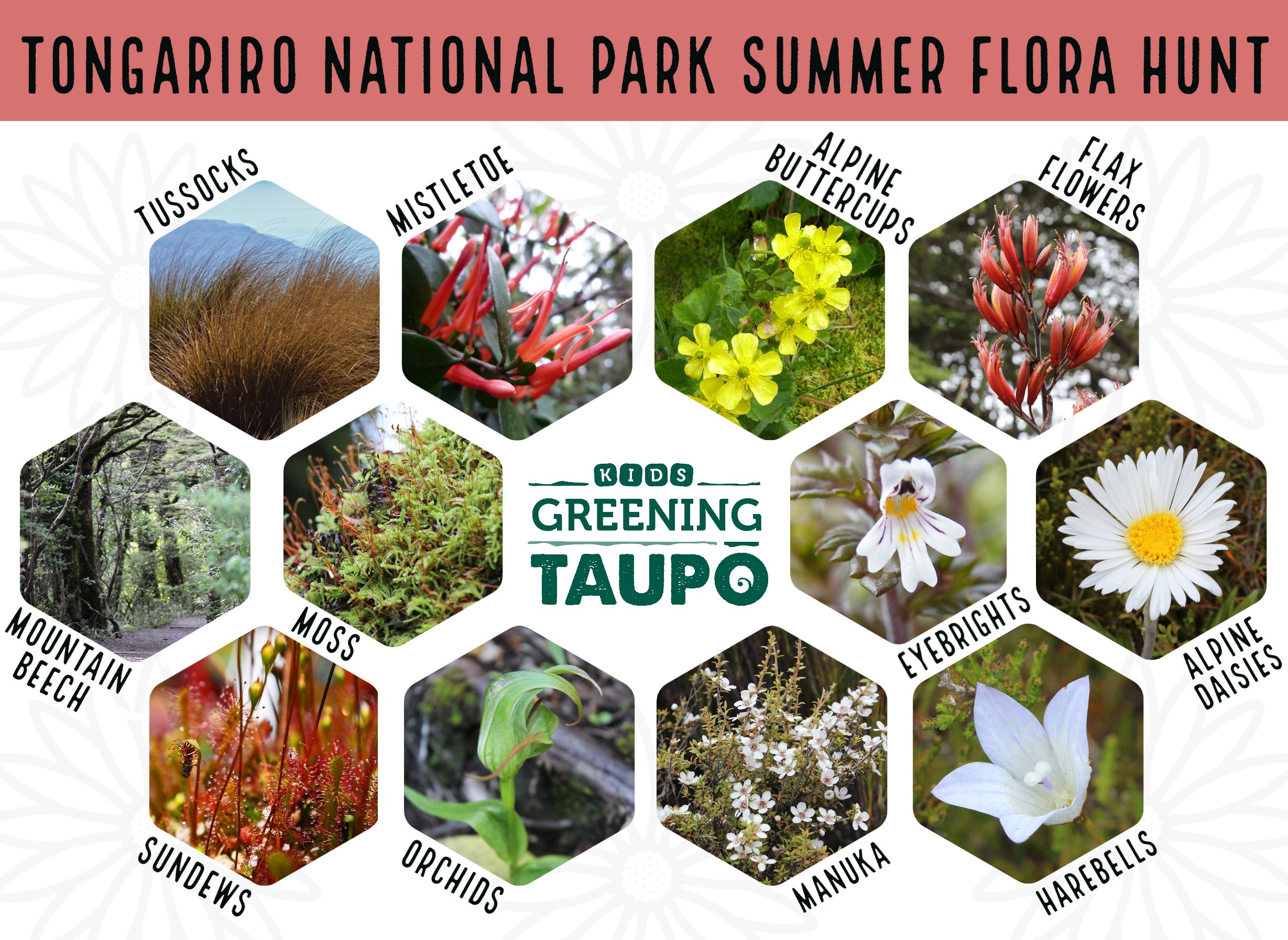Alpine flora summer Scavenger Hunt.jpg