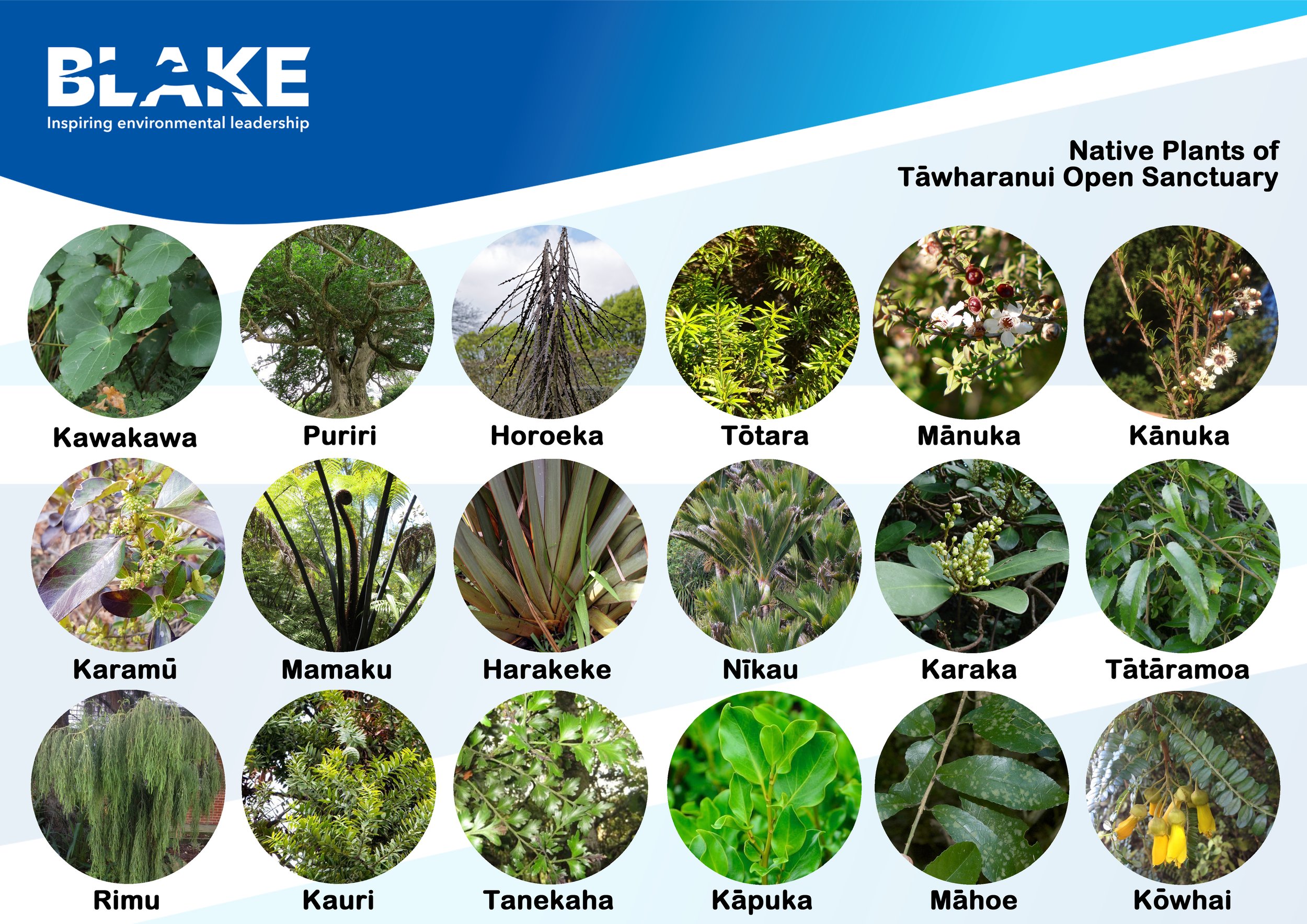 Scavenger Hunt/ID Sheet