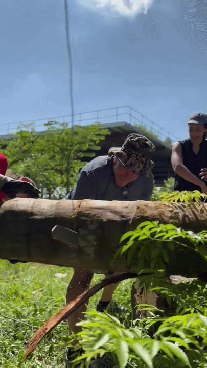 Father in a wide-brimmed hat sawing through a large log while another adult steadies it.