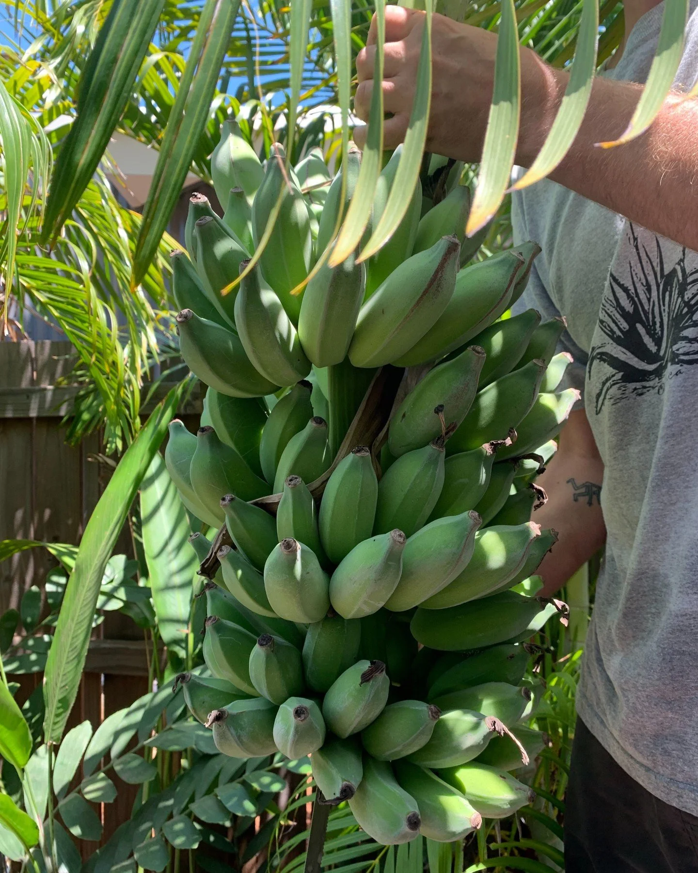 Where it all began! The garden providing the edible goods and endless inspiration. 

It has been quite refreshing reminding myself I can paint whatever I feel like and this is the moment for bananas. 

'Made Here' is currently on at @redbillstudiogal
