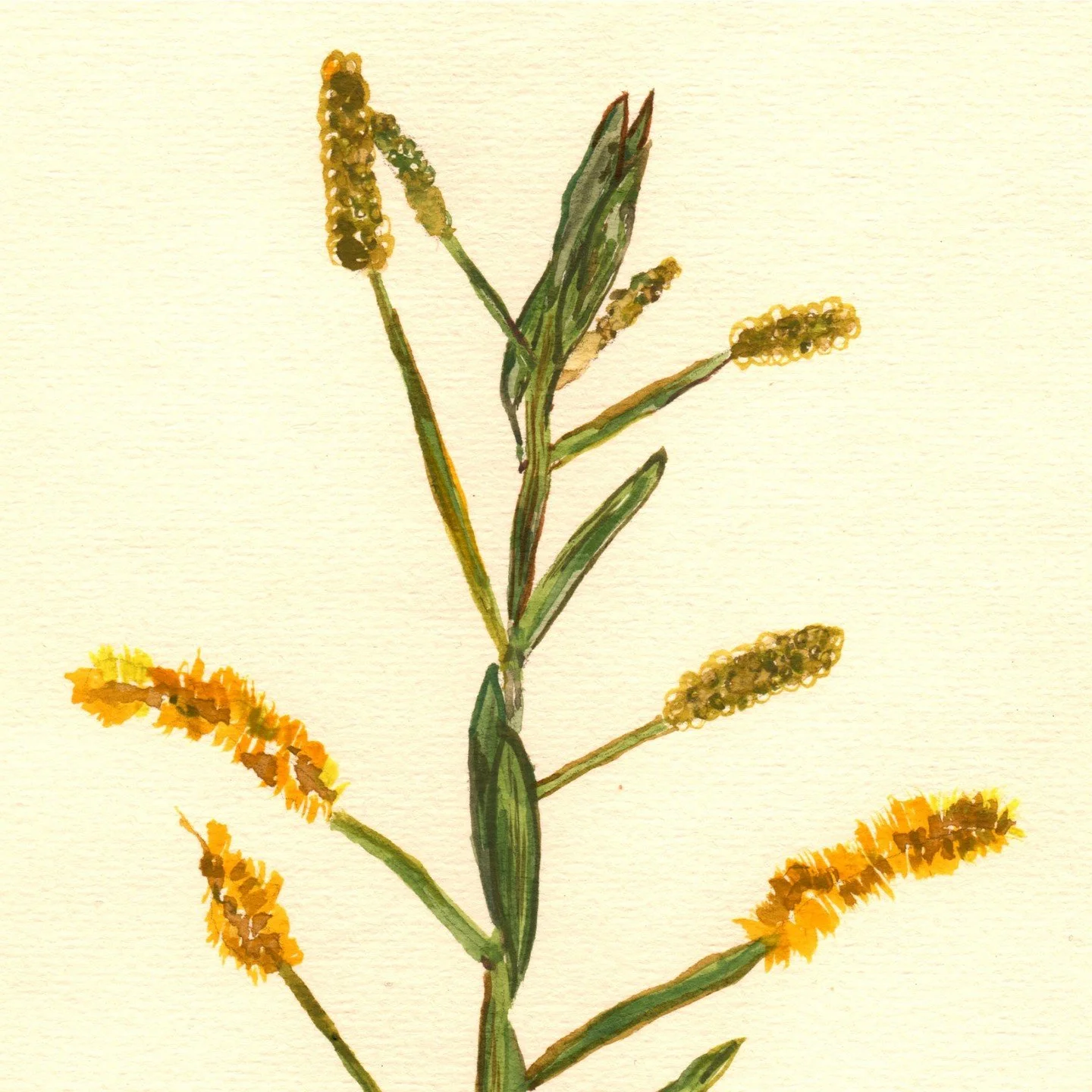 The wattles are in bloom which means dry season is well and truly here! Time for adventuring outside without feeling like I'm being roasted by the sun. 🌞🌞🌞

Watercolour on paper.

 #regionalarts #regionalartist #regionalartswa #thepilbara #thekimb