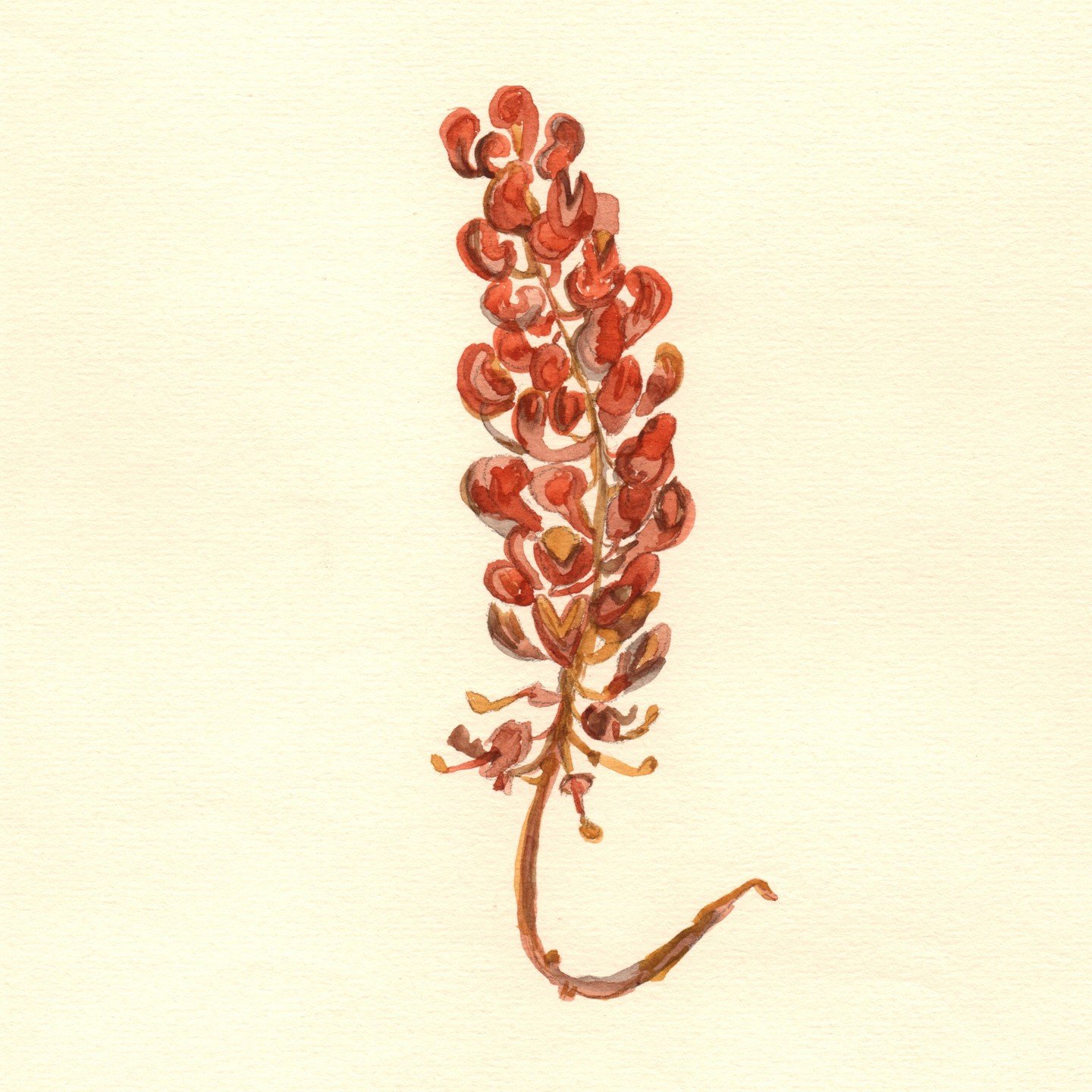 Wickham's grevillea. Watercolour on stonehenge watercolour paper. 

I am revisiting my love of flowers while they are all blooming, it is delightful! 🌸🌸🌸

 #thekimberley #broomeart #kimberleyart #wanderoutyonder #visitbroome #australiasnorthwest #