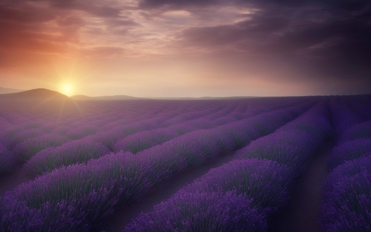 lavender-g45a33aadb_1280.jpg