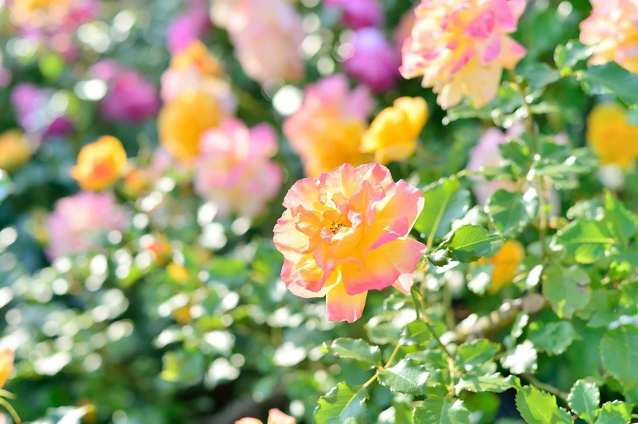 Workshop 2: Mother Mary & The Messiah Roses