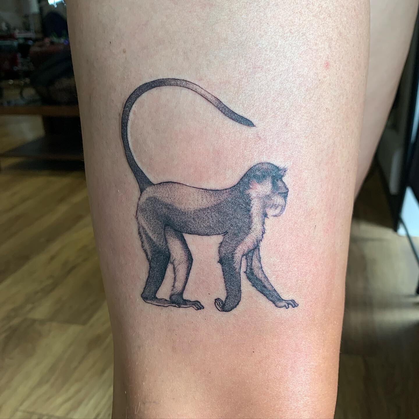 Roloway monkey #tattoo #realism #realismtattoo #monkey #animal #animaltattoo #zoo #zooanimals #art #drawing #illustration #shading #stipple #lining