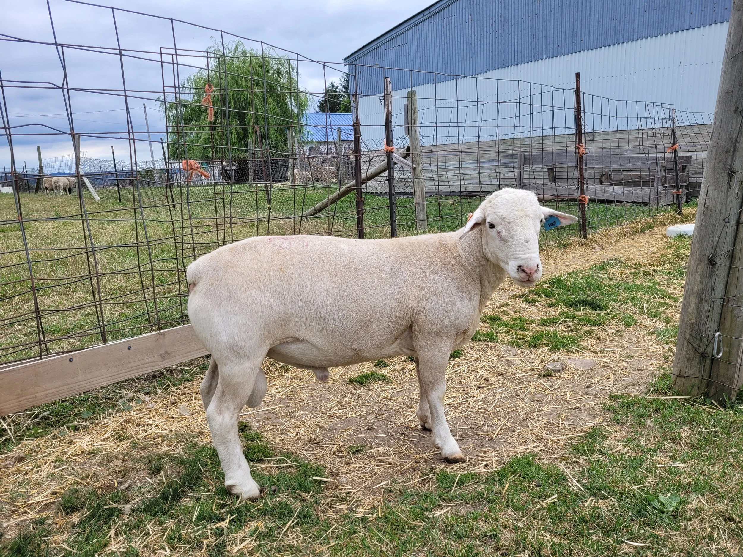 Registered Flock — Wooly Acres Farm