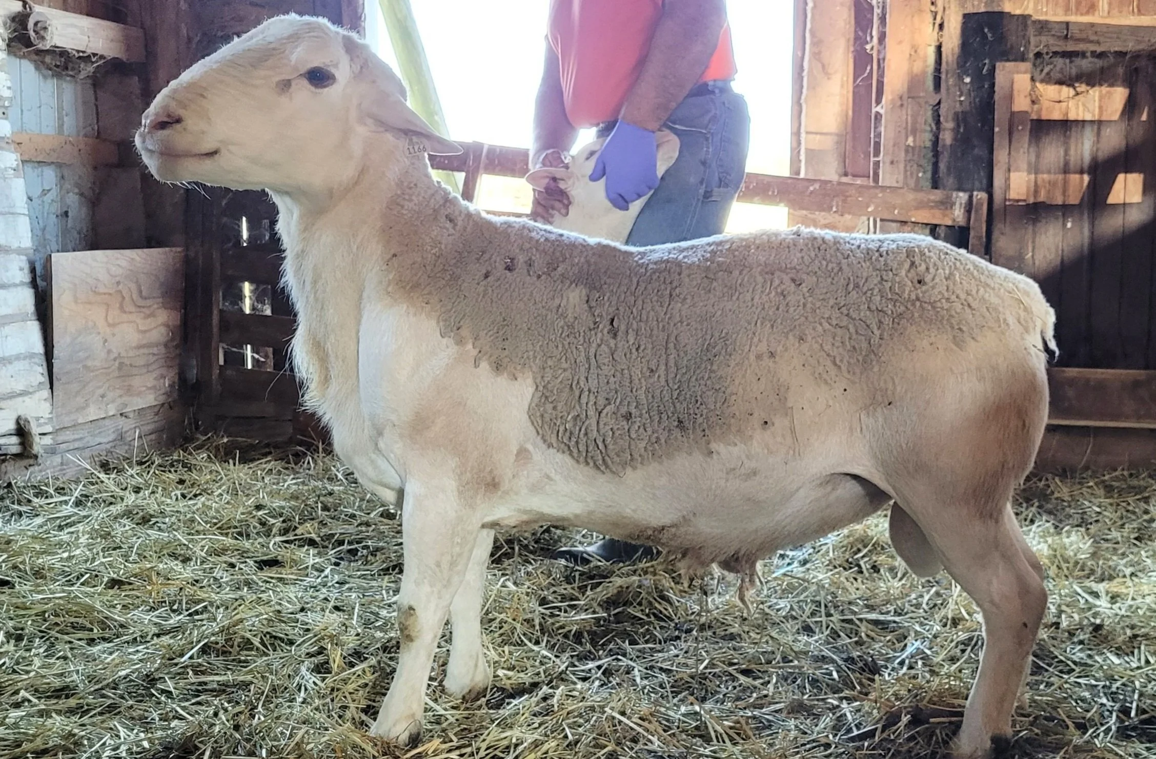 Registered Flock — Wooly Acres Farm