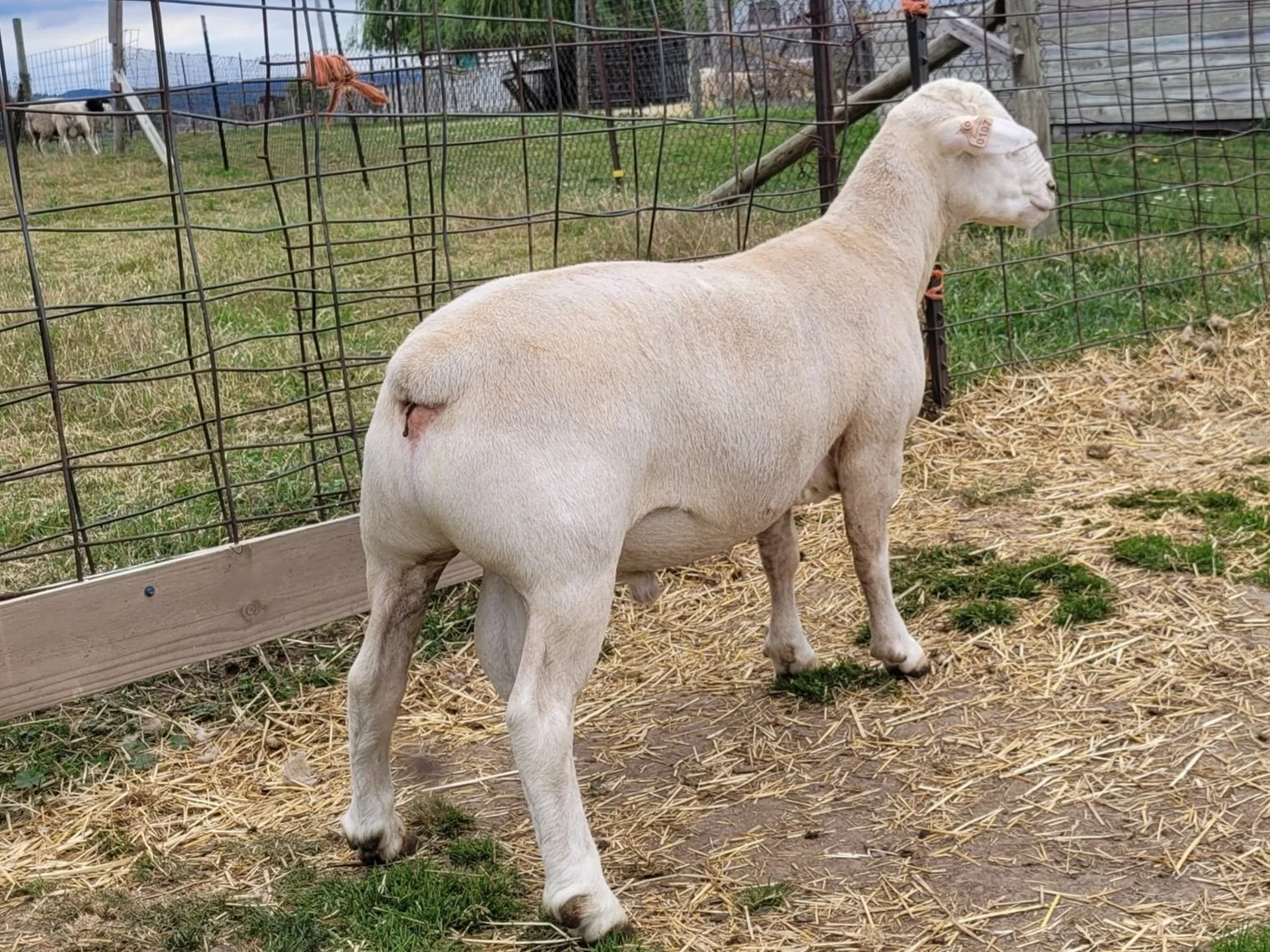 Registered Flock — Wooly Acres Farm
