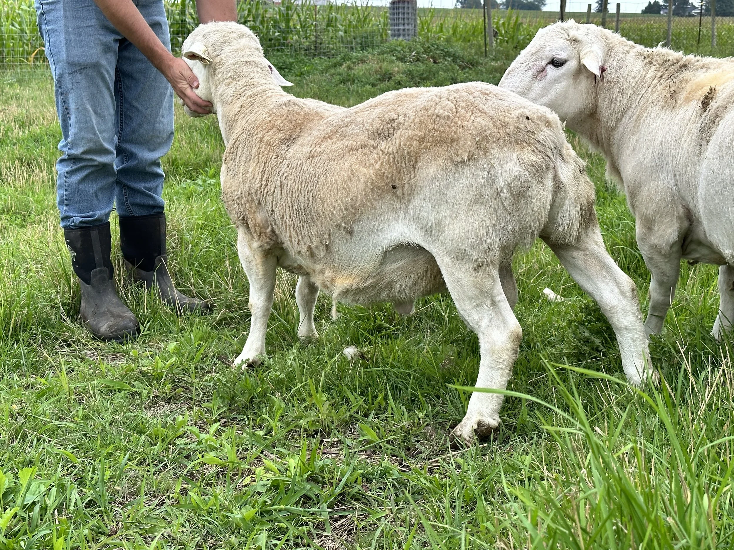 Registered Flock — Wooly Acres Farm