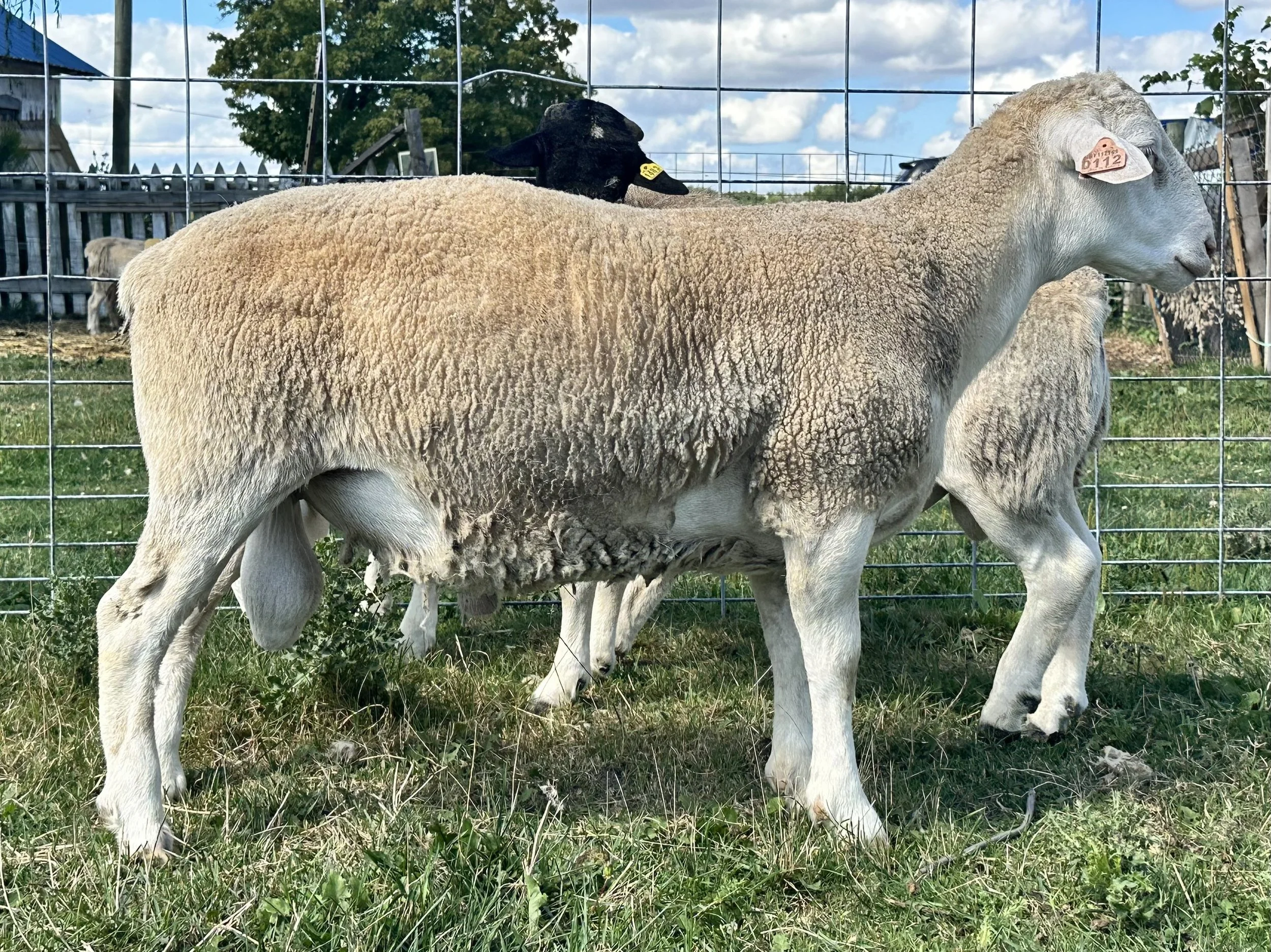 Registered Flock — Wooly Acres Farm