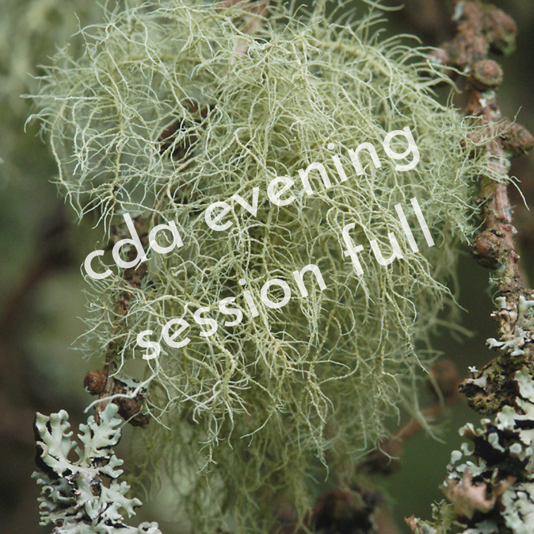 Usnea Plant Immersion - 2/11/23 - Cd'A Evening Session
