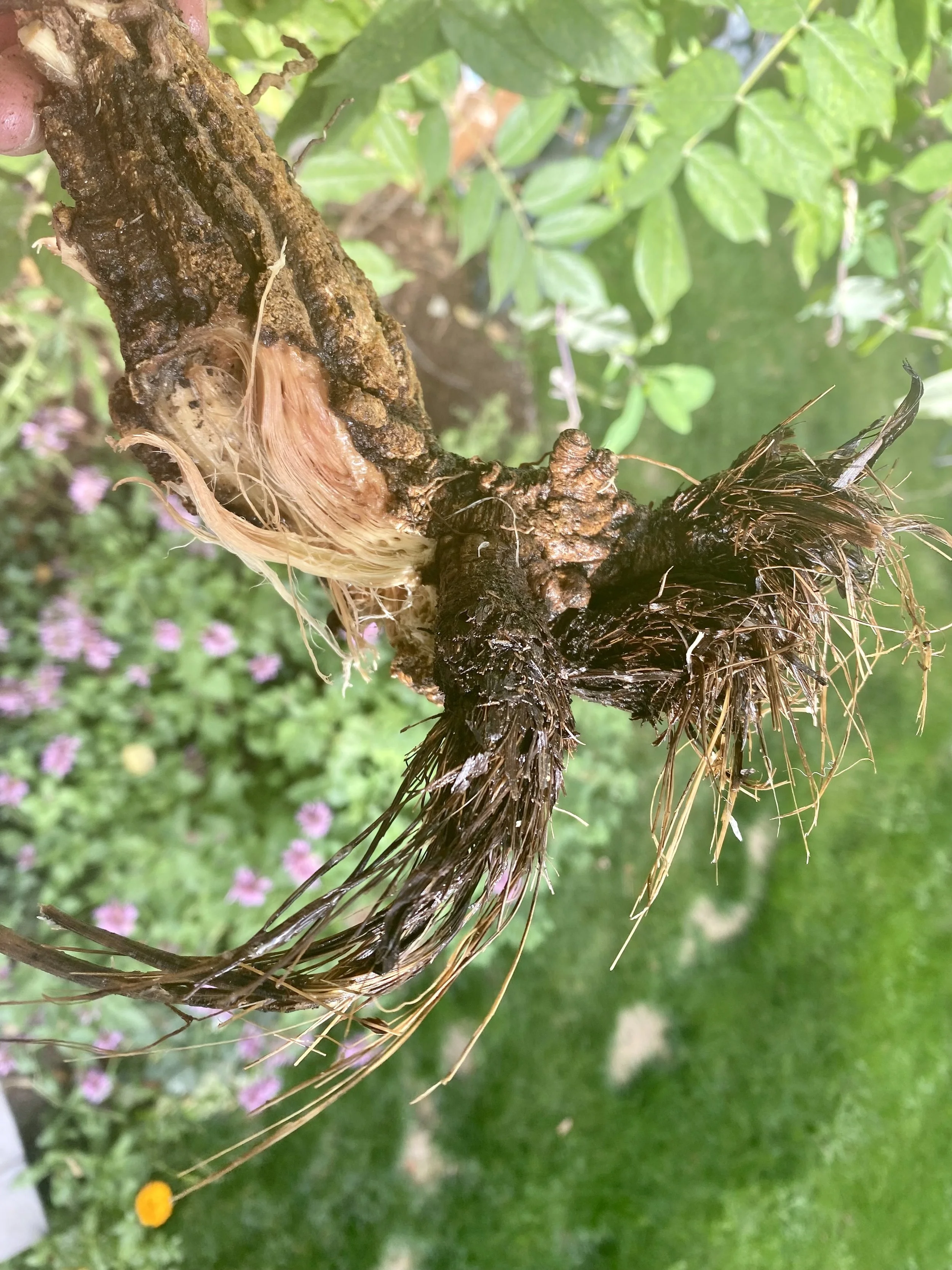 Arrowleaf Balsamroot Plant Immersion - 3/11/23 - Cd'A Morning Session