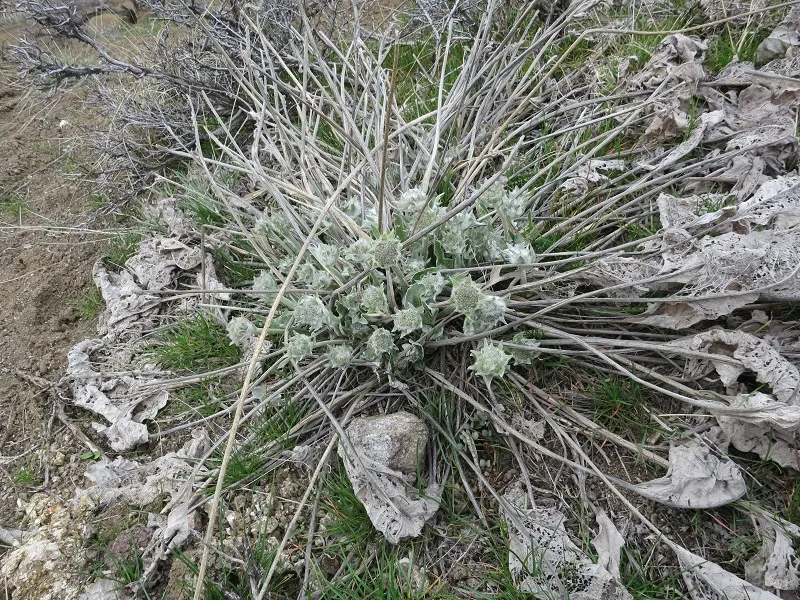 Early Arrowleaf2.png