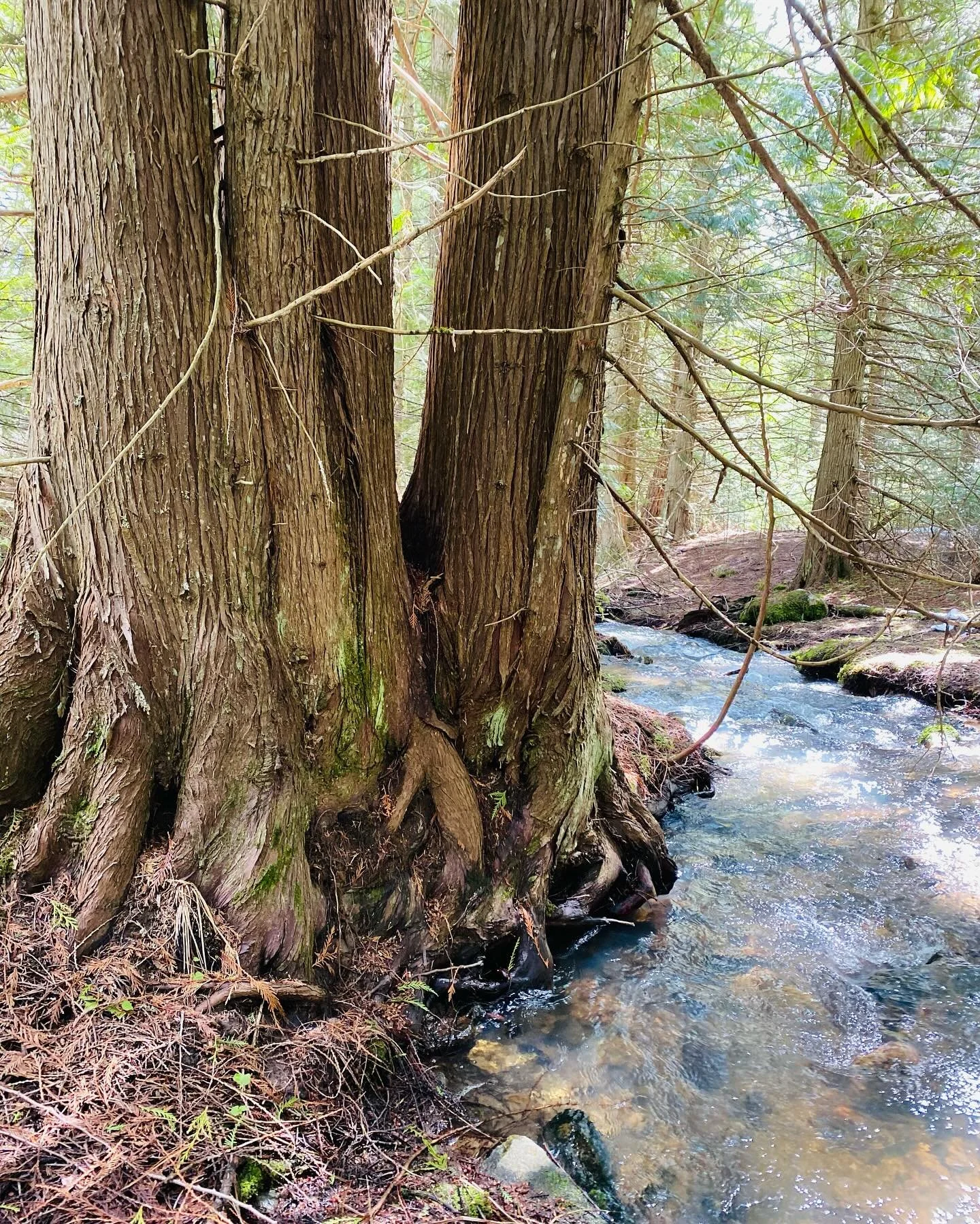 Feeling quite honored to once again be guiding somatic awareness towards the beautiful Thuja plicata. This time deep in a shadowy cedar grove for a private birthday blessing.

🌿 If you have a special blessing that could be enriched by a multi-sensor