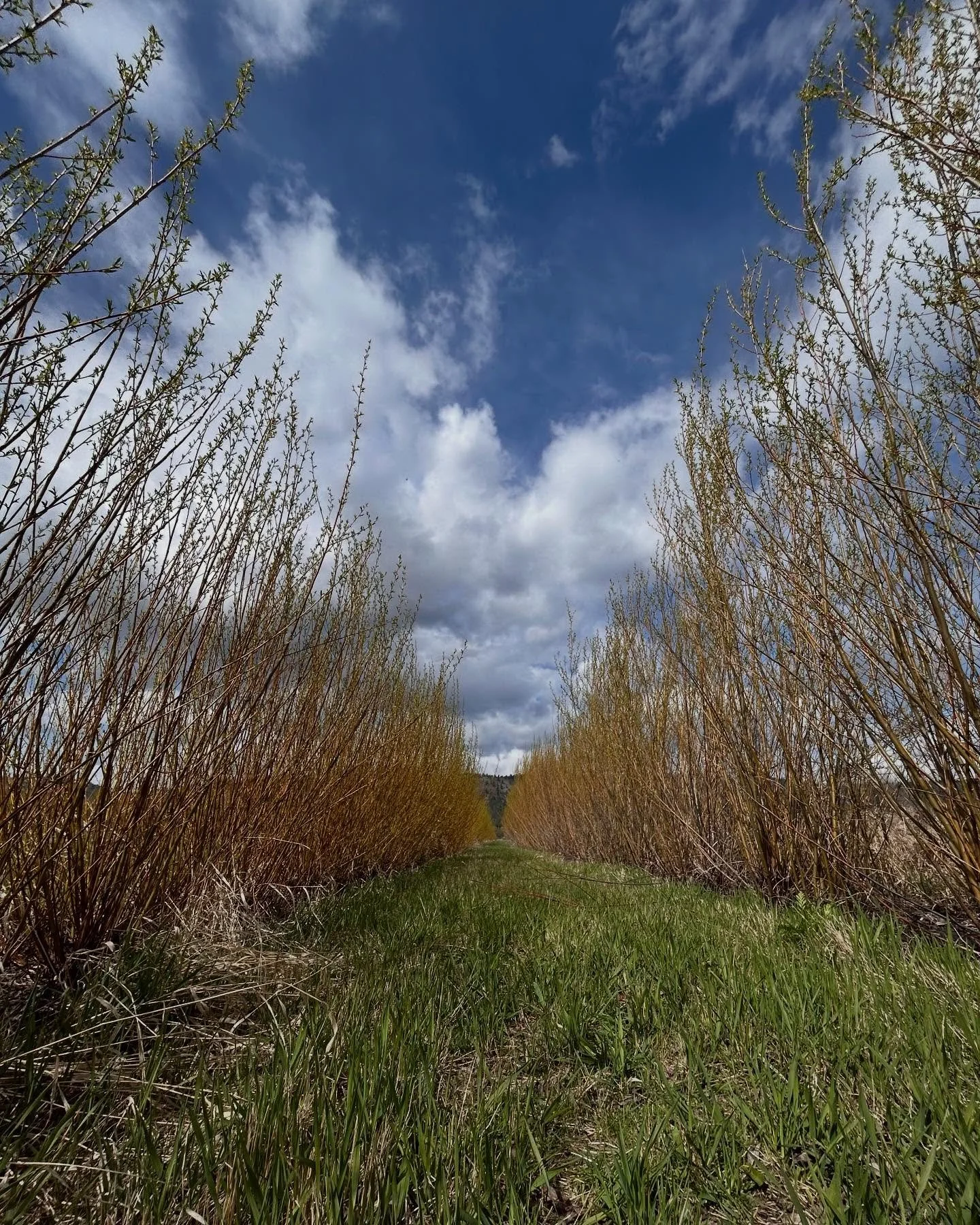 Less talking.
Less lecture.
More touch, smell, and gentle observation of the patterns unfolding.

If your style of learning about the land - the place we call home - prioritizes the body&rsquo;s felt sense, check out Lapis Sky herbal somatic offering