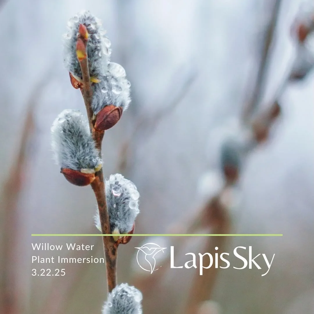 The evolutionary life history of Willow Salix has been shaped over time by floods and extreme weather events in its riparian habitat. With an estimated 30+ Willow species native to the Northwest, this old friend has a lot to teach us about the land, 