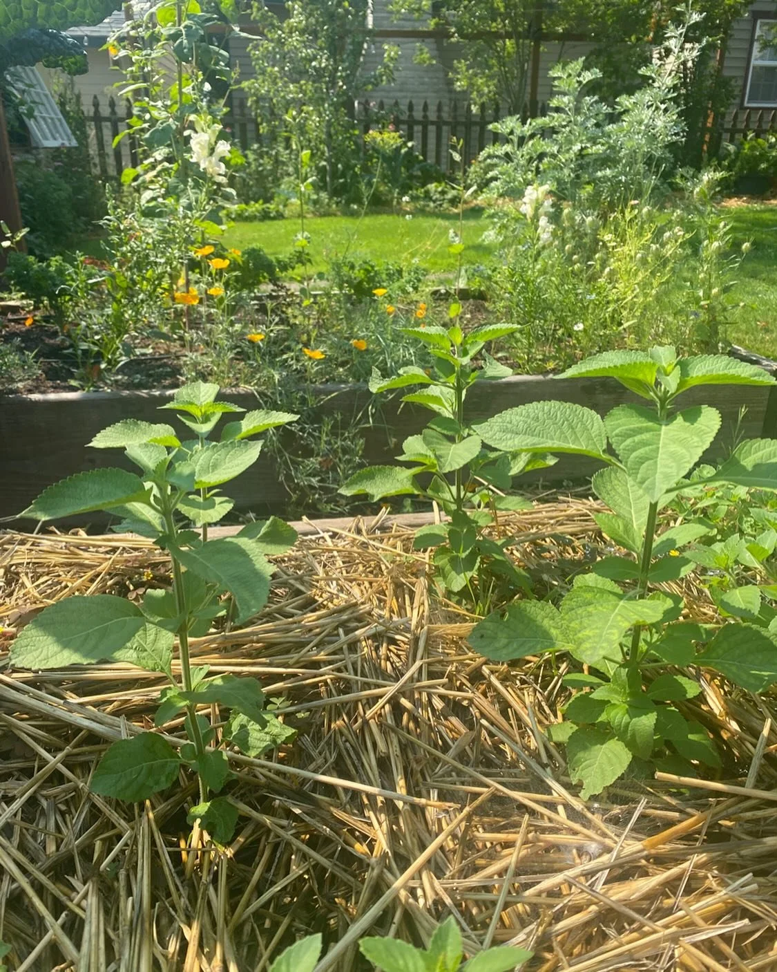 And Tulsi Vana is up! 🌿🌅🙌🏼
I just love how this soft ceremonial bush variety of basil deepens the flavor in my Lapis Sky &ldquo;Threshold&rdquo; herbal tea blend. It has an interestingly strong clove scent and spicy flavor. 👐🏼 Delish 👐🏼

All 
