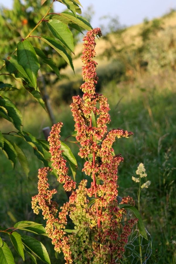 yellow dock - Coeur d'Alene - evening session 