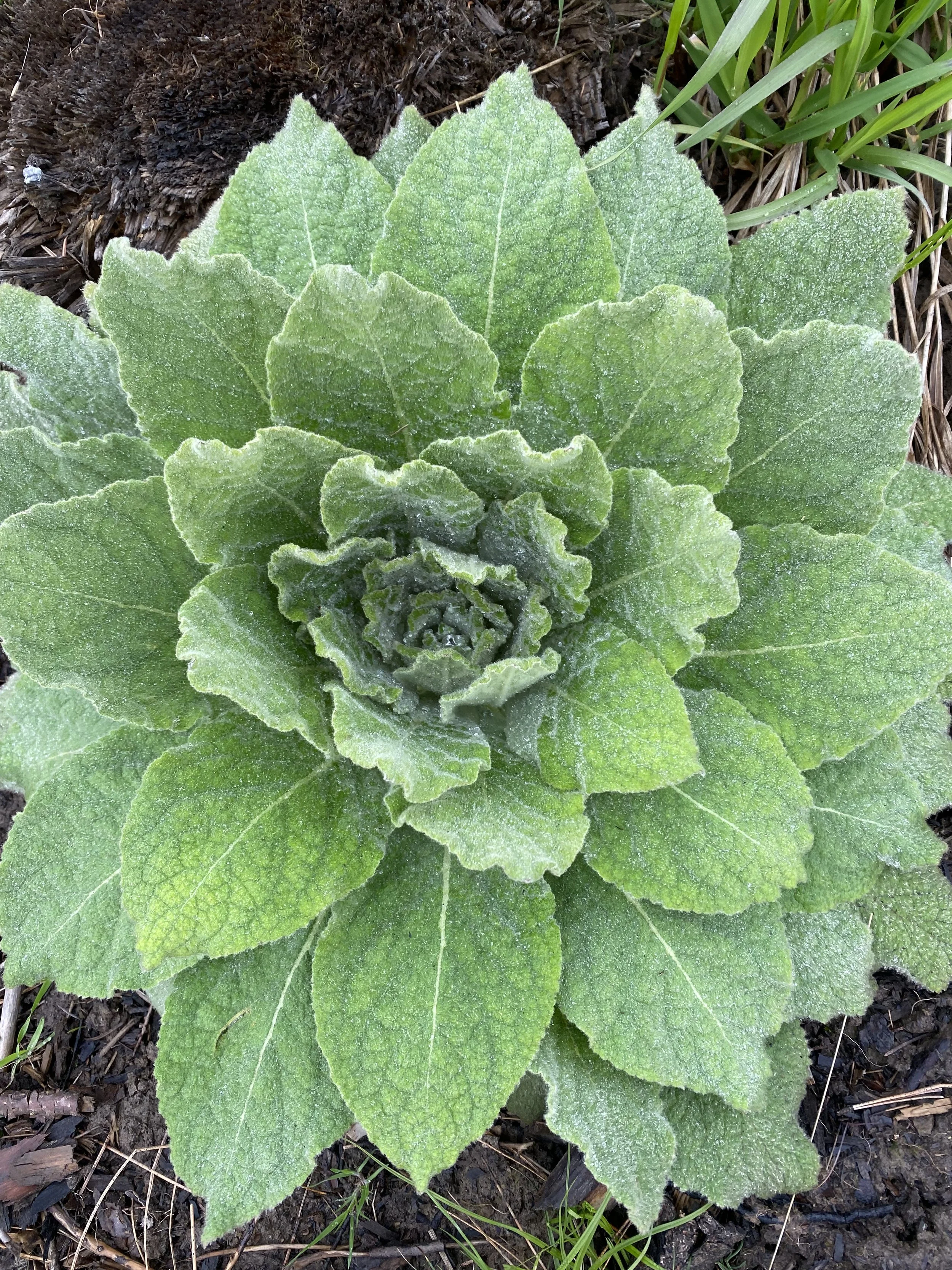 Mullein