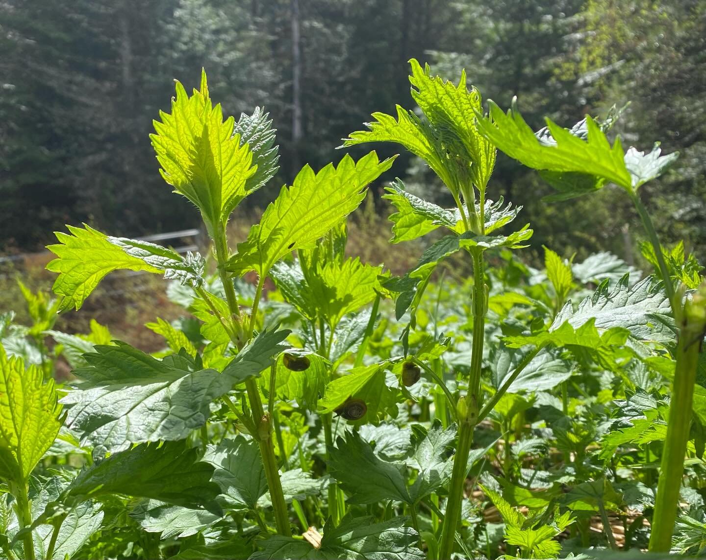 Much gratitude to all who showed up yesterday for the first Lapis Sky &ldquo;Blind Tea Pour&rdquo; 🪬🍵🙏🏼 My most ambitious herbal somatic offering yet. 

 A little recap&hellip;

Our native Nettle, Urtica gracilis, (yes, we have a native variety!)