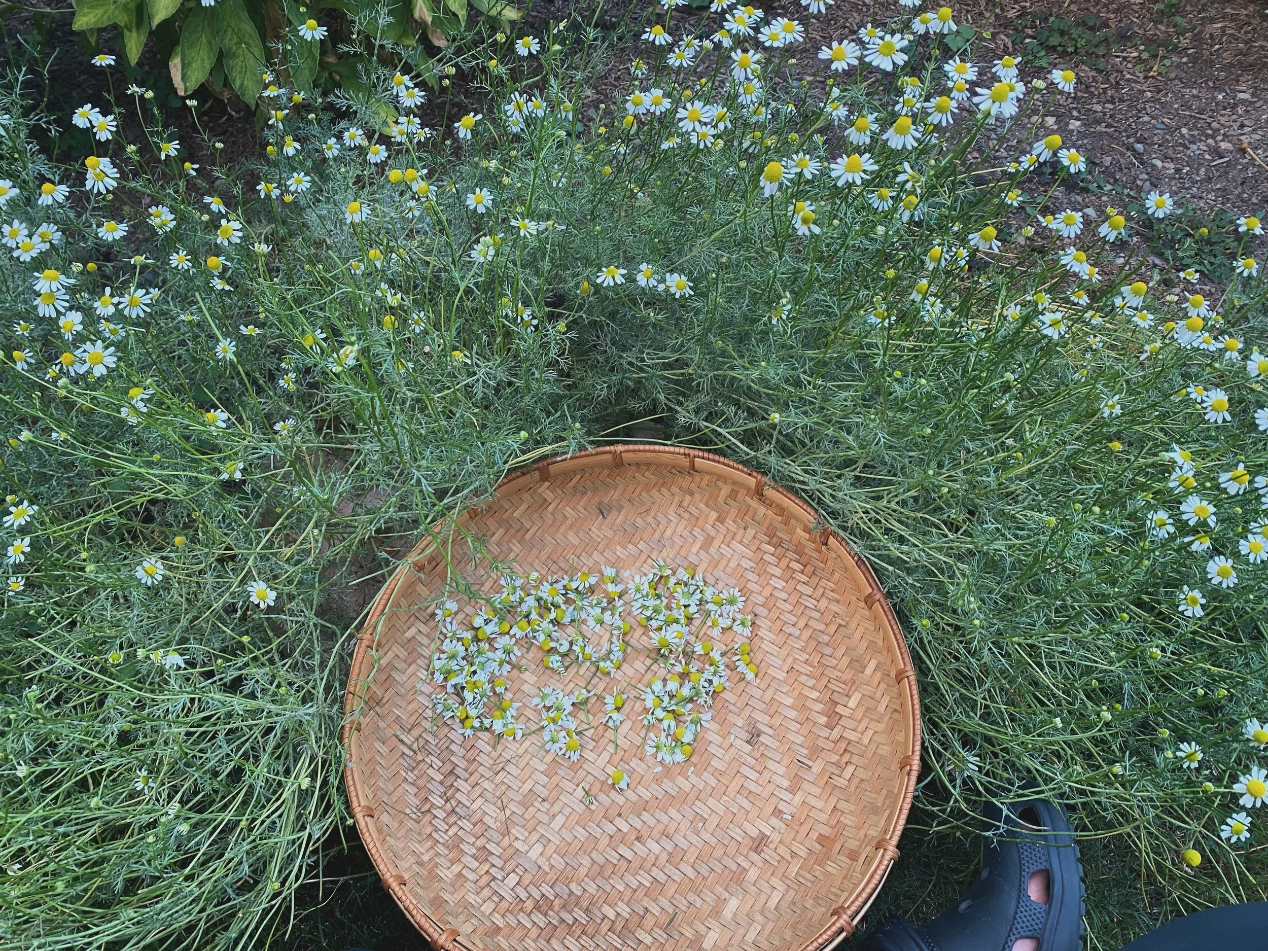 The nature of complexity - chamomile reminds me.

Korrine
