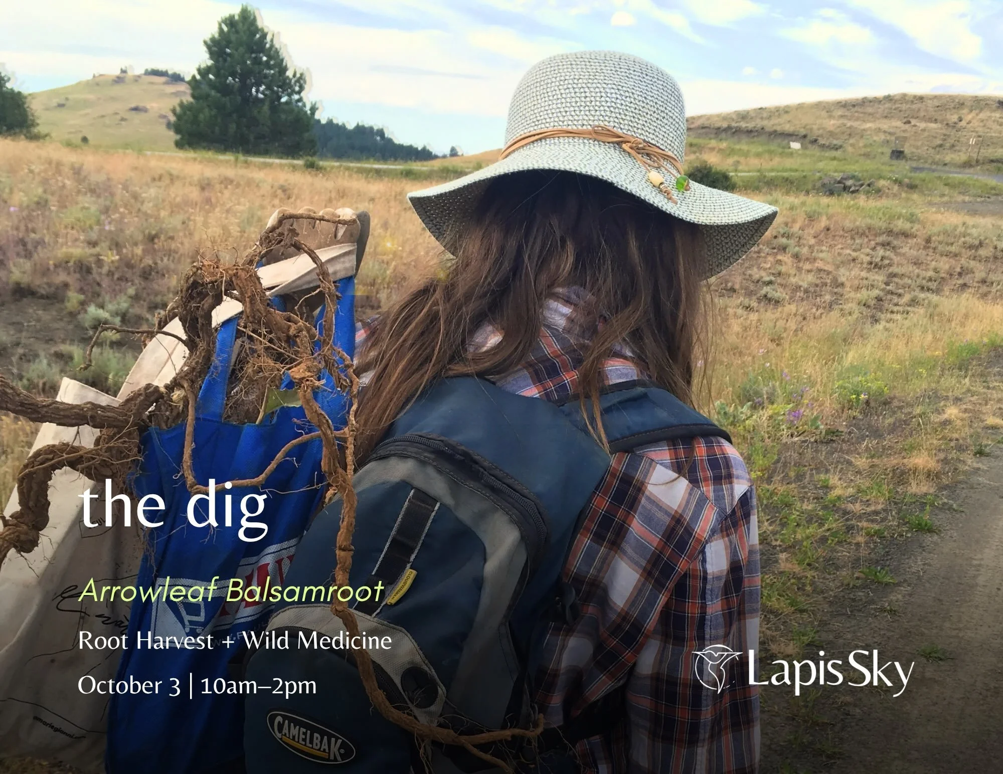 The more time I spend with Arrowleaf Balsamroot, the clearer it becomes that the digging is a big part of the medicine.

This fall I&rsquo;m returning to Arrowleaf through a different kind of experience: the dig itself.

There&rsquo;s something about