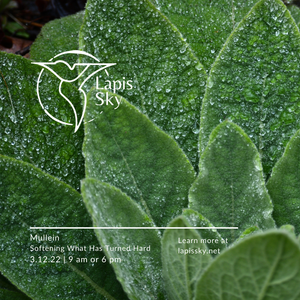 Mullein