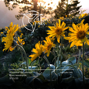 Arrowleaf Balsamroot