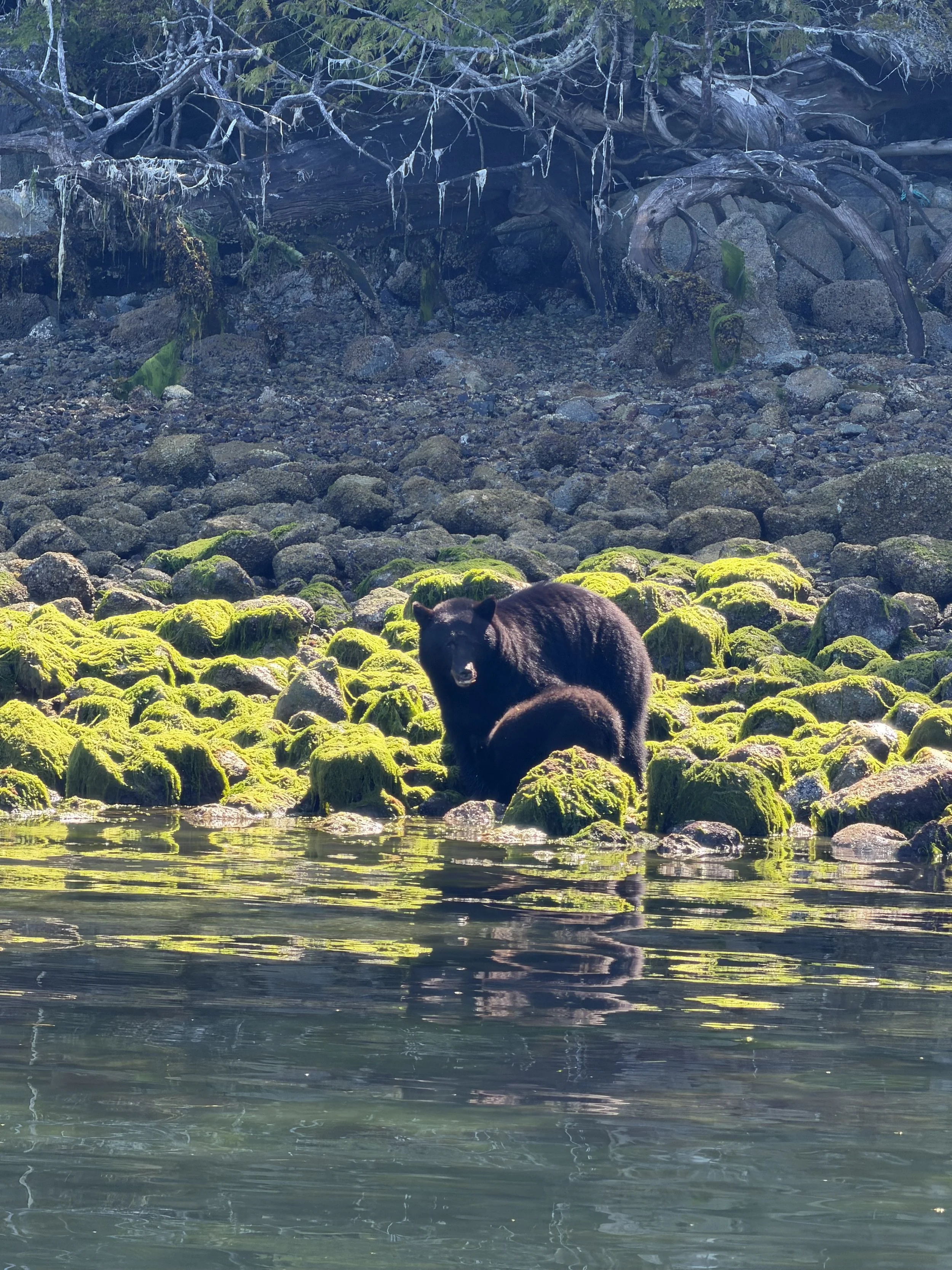 Mom and baby bear pair