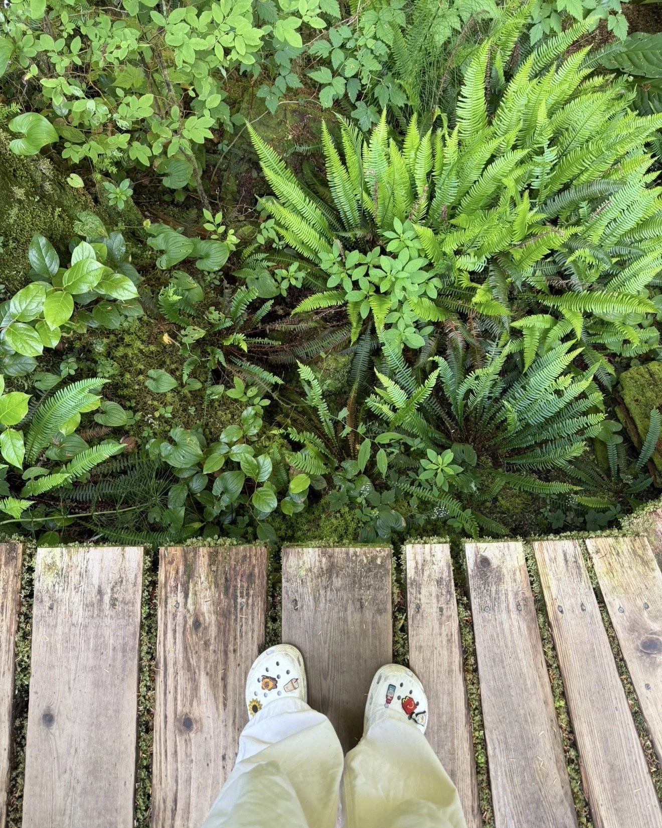 Shoes on the Rainforest Trail