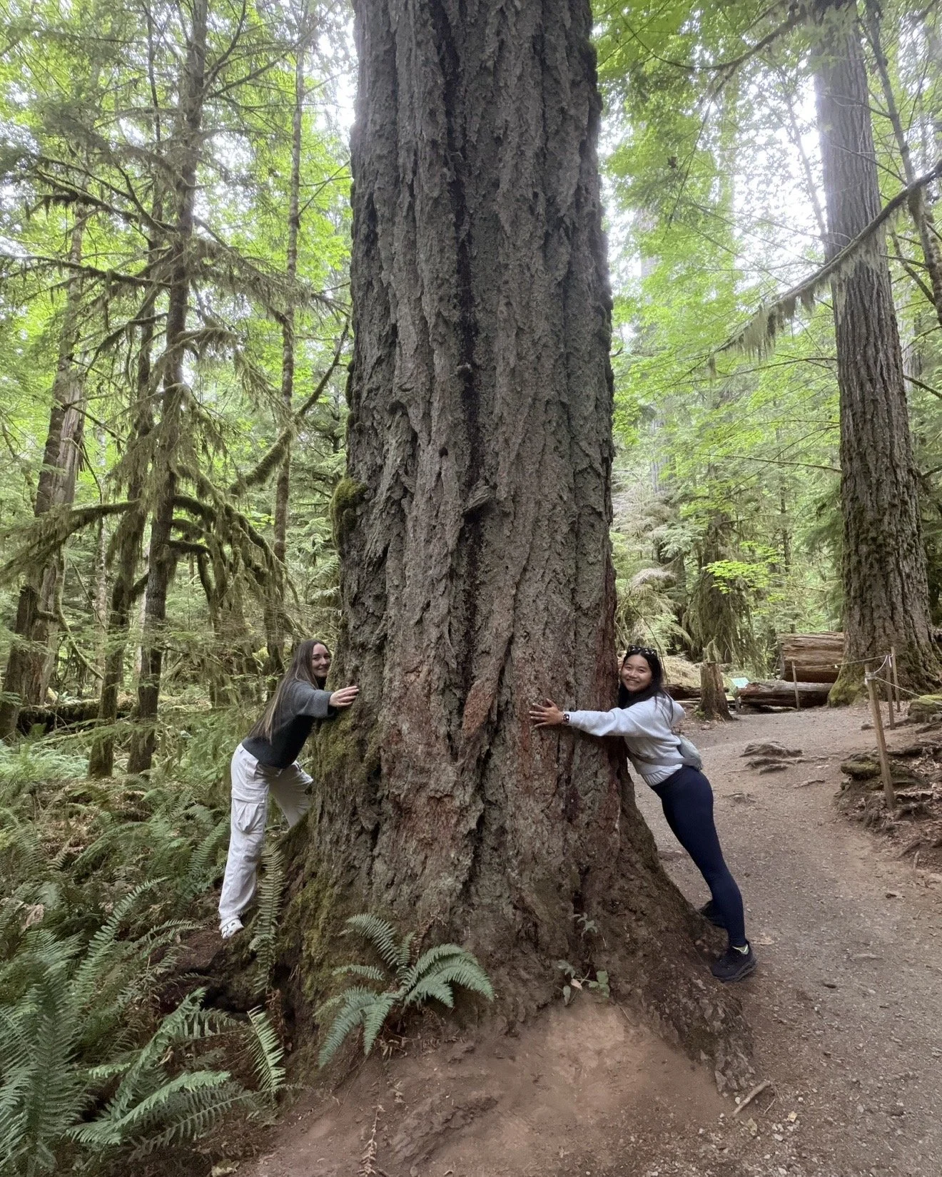 Trees at Cathedral Grove