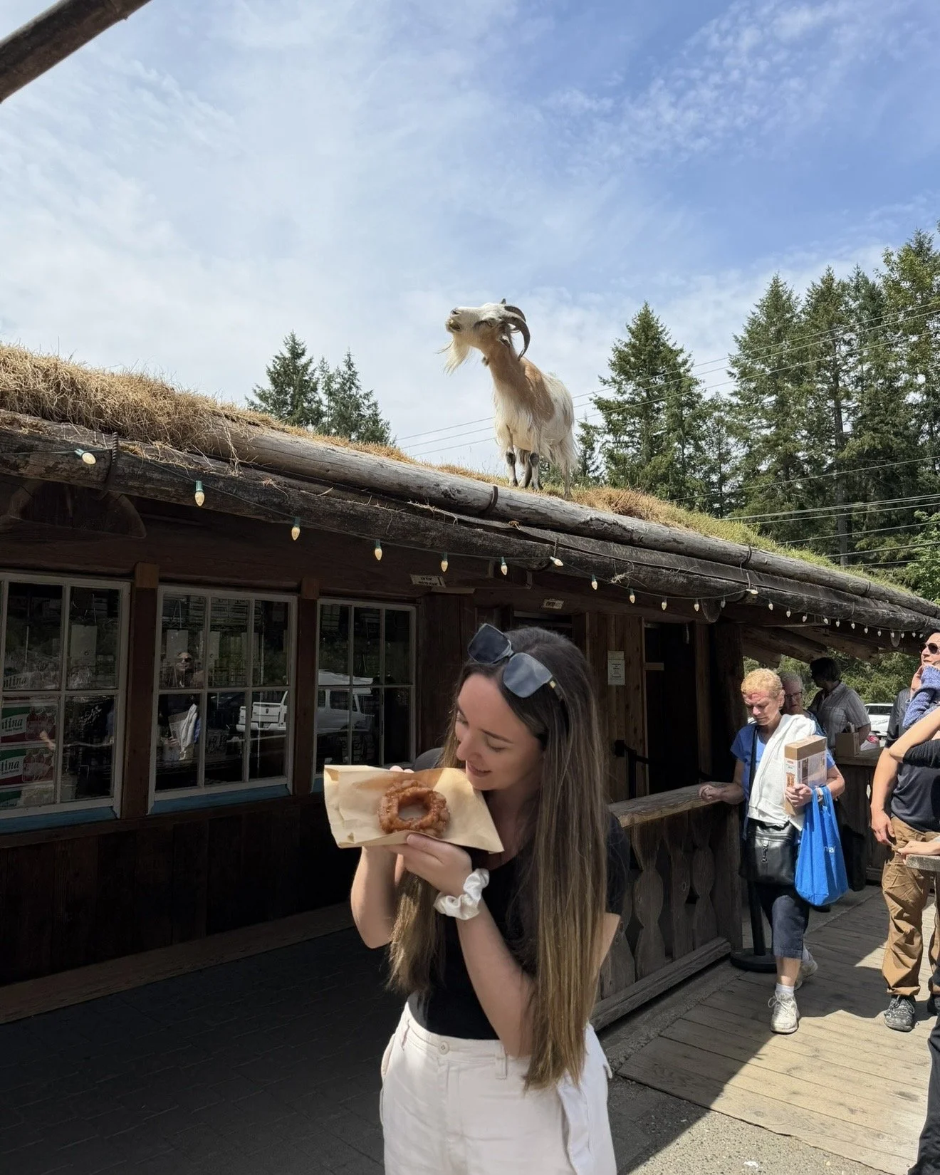 Goats on the roof Vancouver Island