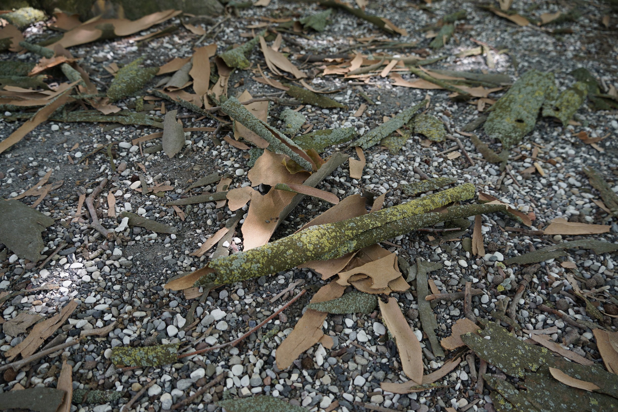 Plane Tree Bark- Material Research