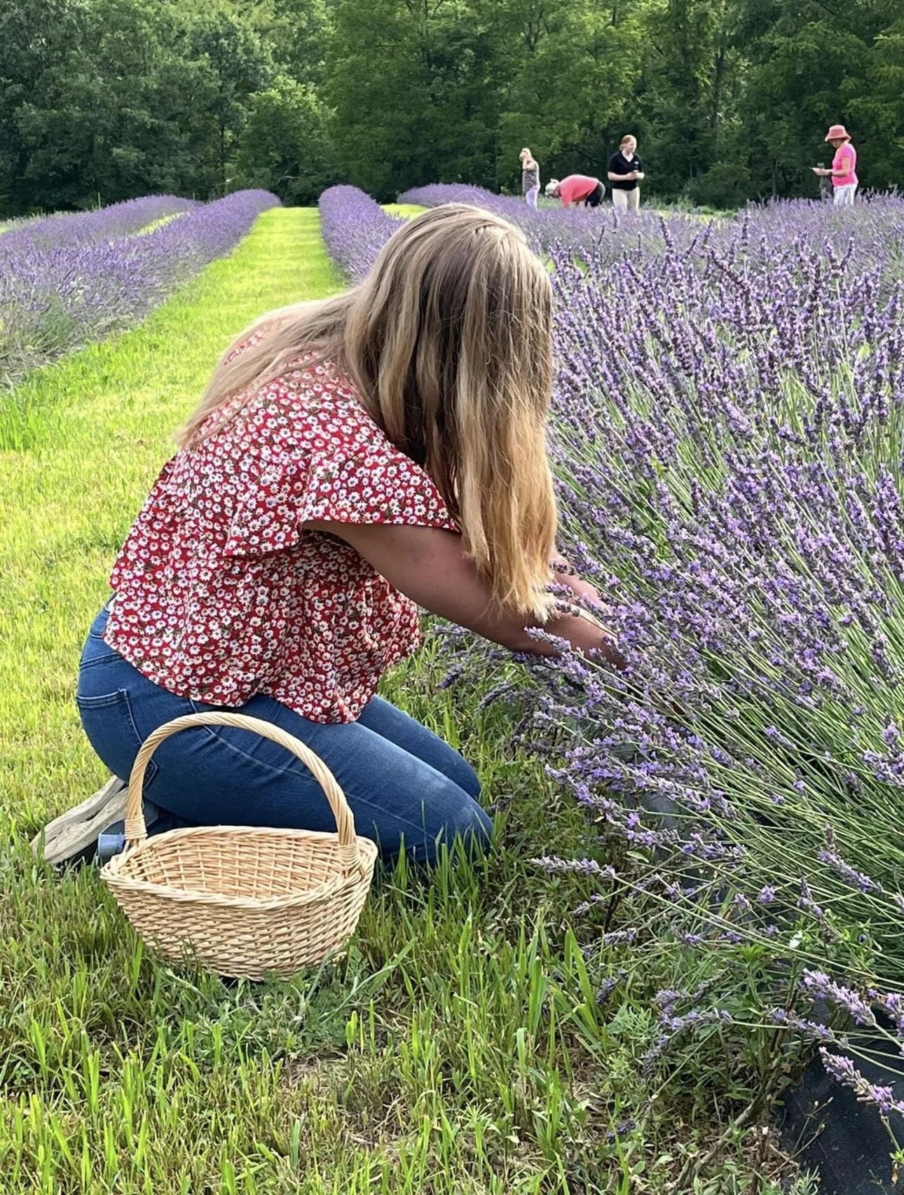 Lavender Wreath Making Class July 3rd