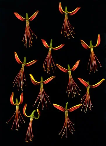 "Angels Rising" by Doug McLarty, matted scanography print, 11"x14"