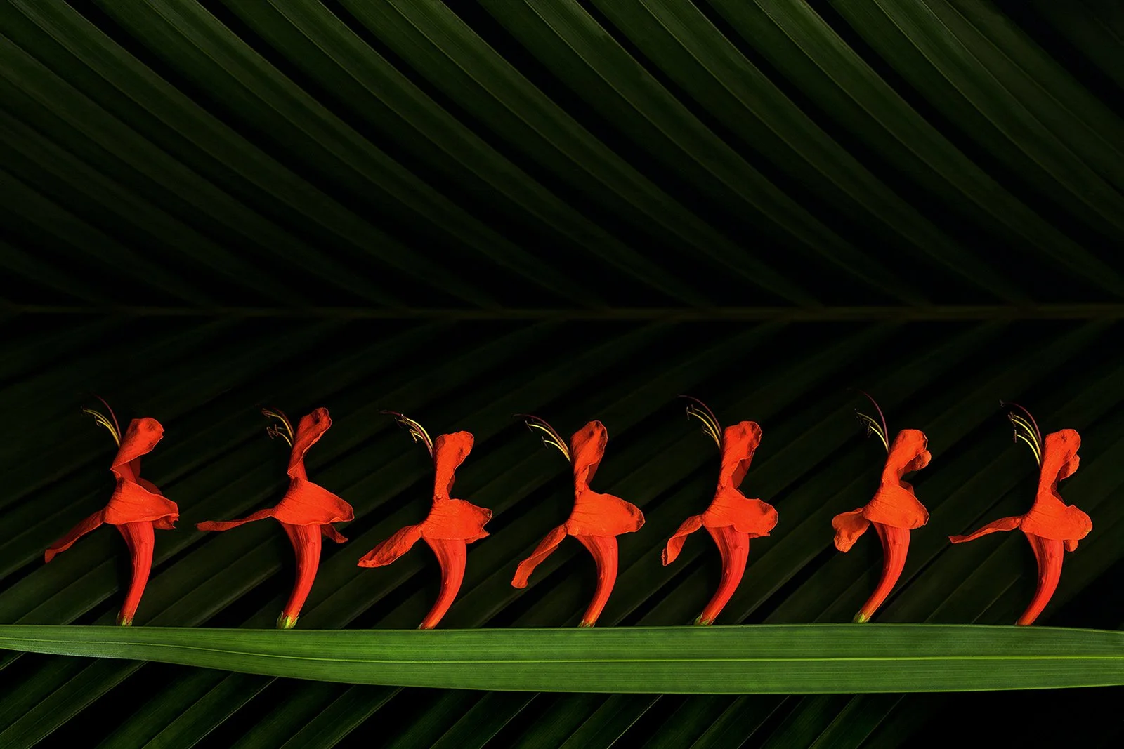 "Chorus Line" by Doug McLarty, framed scanography print, 20"x16"