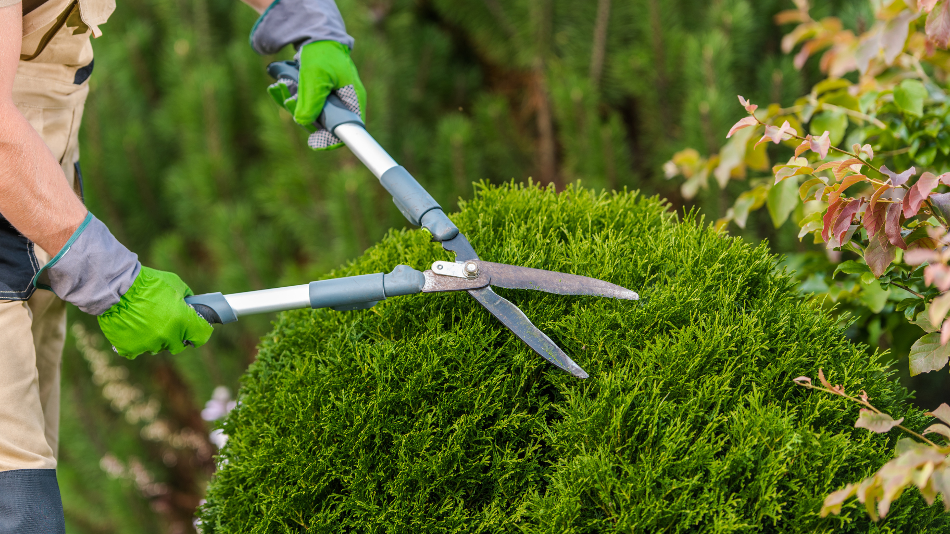 Gardener using pruning shears to trim a round evergreen shrub in a yard.