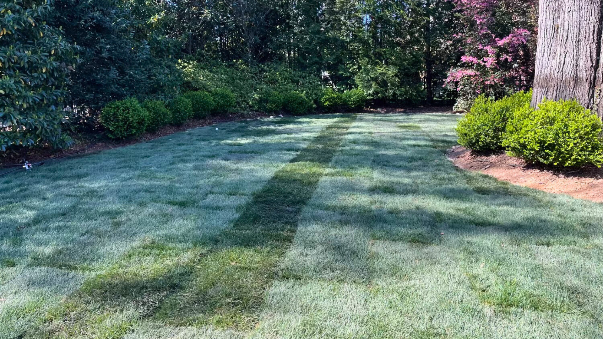 Backyard with freshly installed sod across a large shaded lawn bordered by mature trees, blooming shrubs, and neatly mulched landscape edges