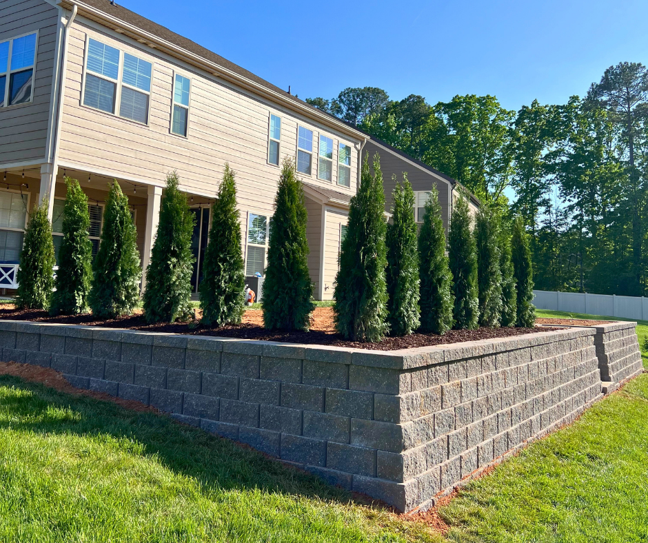 Newly planted tall evergreen shrubs lining a mulched landscape bed atop a large stone block retaining wall next to a beige two-story house.