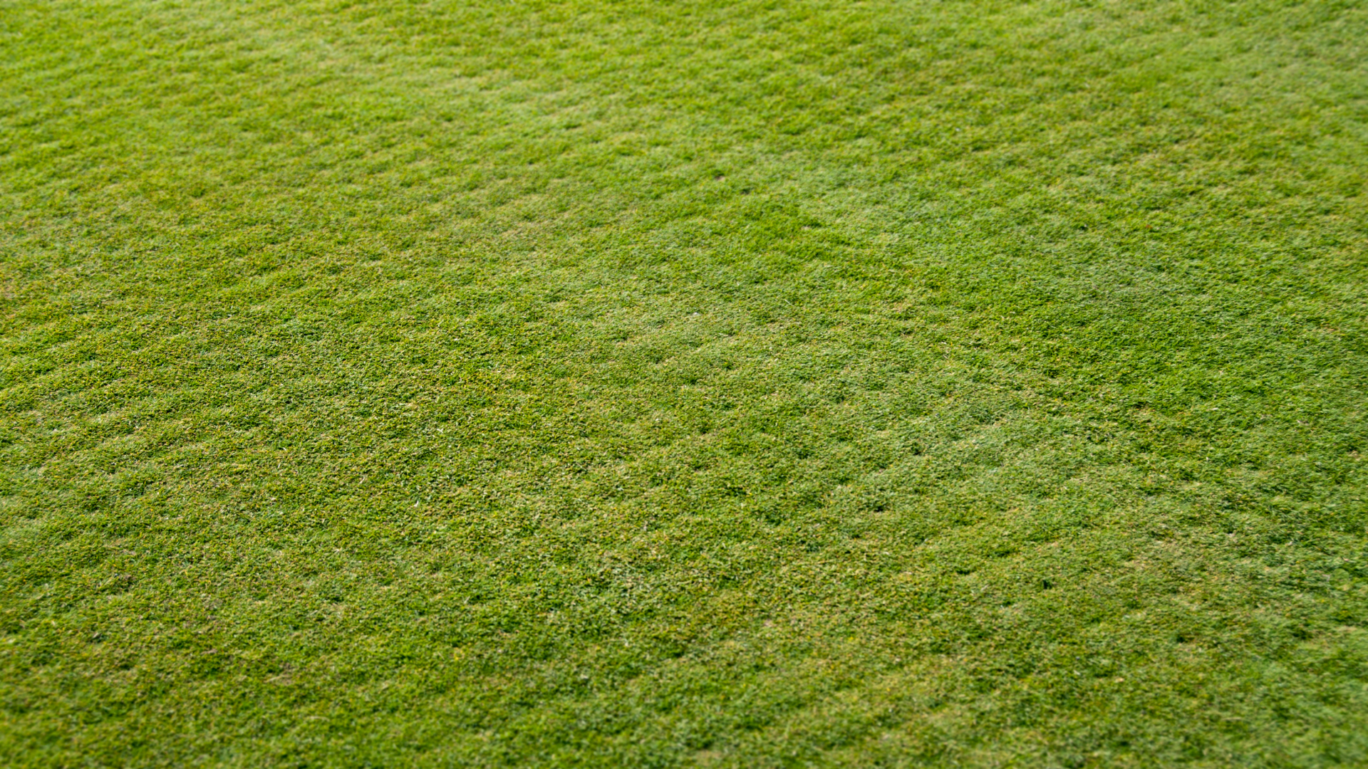 Aerated lawn showing small soil holes across a freshly cut green grass surface