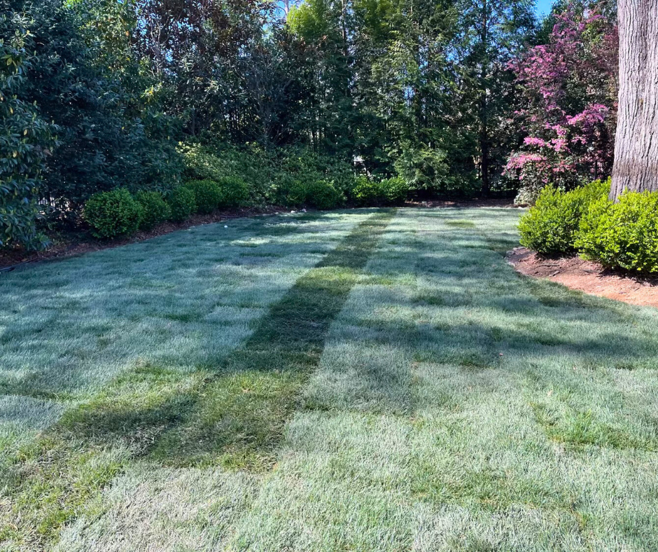 Backyard with freshly installed sod across a large shaded lawn bordered by mature trees, blooming shrubs, and neatly mulched landscape edges
